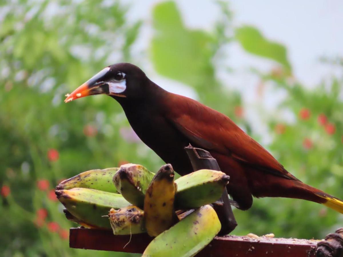 La Ceiba Tree Lodge Tilarán Exteriör bild
