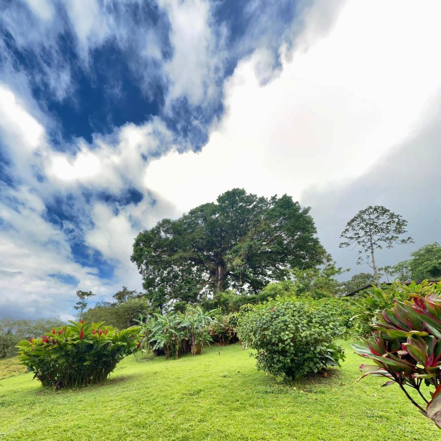 La Ceiba Tree Lodge Tilarán Exteriör bild