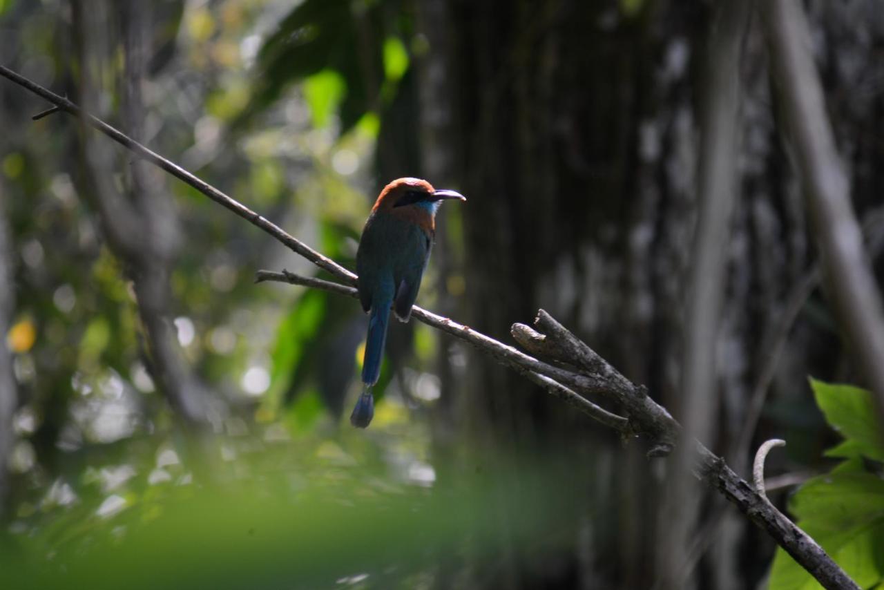 La Ceiba Tree Lodge Tilarán Exteriör bild